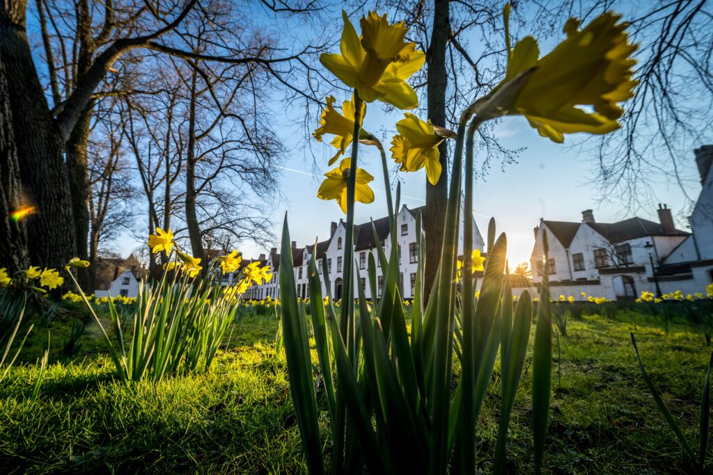 The Begijnhof: a tranquil courtyard with whitewashed houses, once home to the Beguines. Today, it remains a peaceful retreat, offering a glimpse into Bruges' spiritual past.
